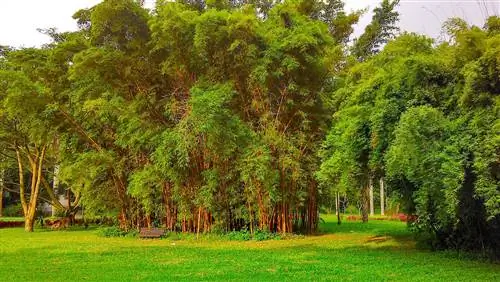 Bambusa vulgaris - быстрорастущий бамбук.