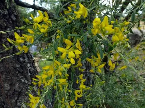 Белая метла (Genista florida)