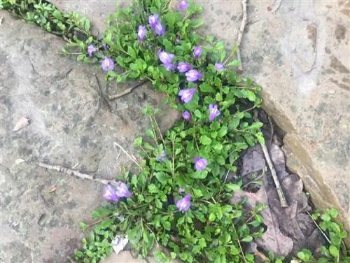 Ползучий лабиринт (Mazus reptans)