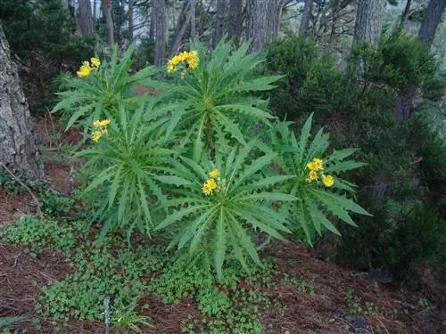 Брусника (Sonchus congestus)