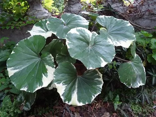 Лигулярия (Farfugium japonicum)