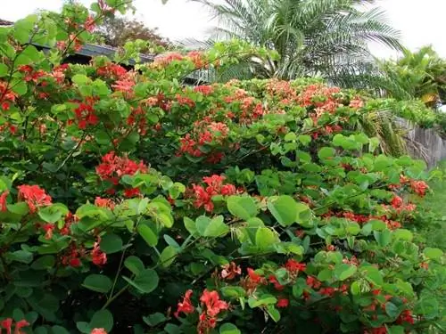 Кустарник Bauhinia galpinii