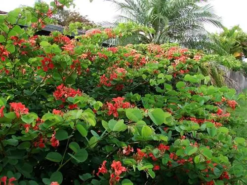 Баухиния красная (Bauhinia galpinii)