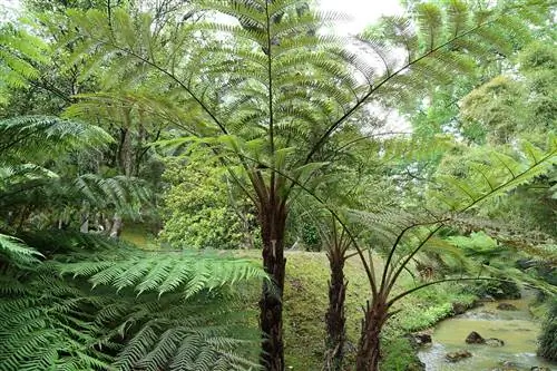 Cyathea brownii имеет ножку