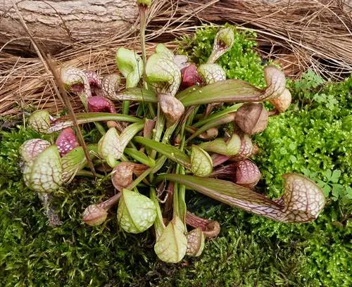 Sarracenia psittacina - небольшое плотоядное растение.