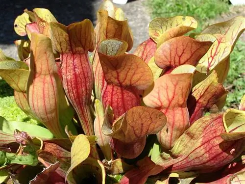Sarracenia purpurea - хищник красноватого цвета.