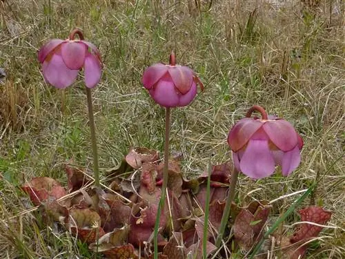 Sarracenia rosea маленькая и дает розовые цветы.