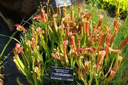 Sarracenia rubra - быстрорастущее плотоядное растение.