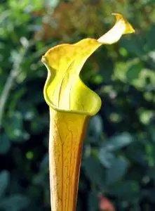 Sarracenia alabamensis находится под угрозой исчезновения