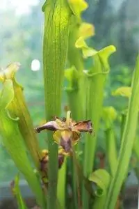 Sarracenia alabamensis - хищник зеленого цвета.