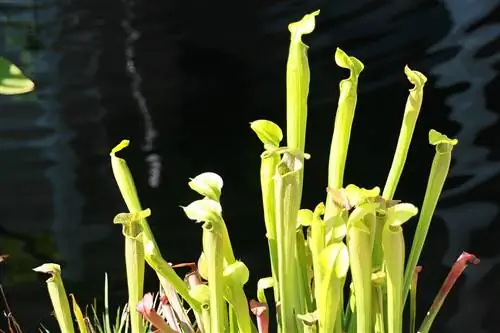 Sarracenia alata - высокий хищник.
