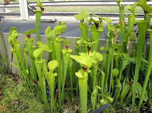 Sarracenia flava - быстрорастущий хищник.