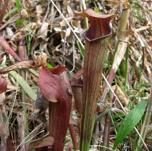 Sarracenia jonesii - хищник красноватого цвета.