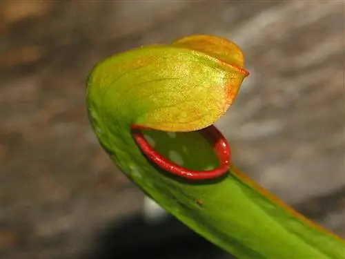 Sarracenia minor имеет ловушки с капюшонами
