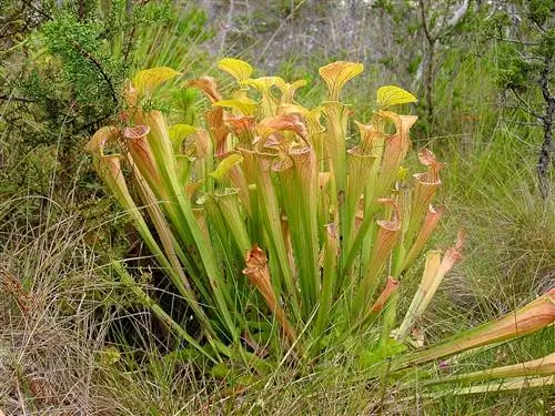 Sarracenia oreophila образует группы