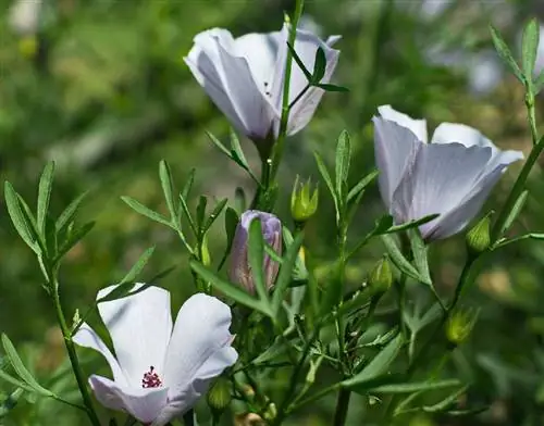 Кава кава (Piper methysticum)