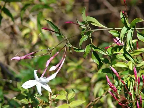 Jasminum polyanthum - небольшая лиана.