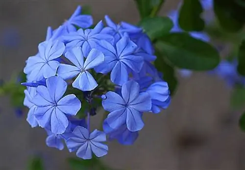 Цветы целестины могут быть голубыми