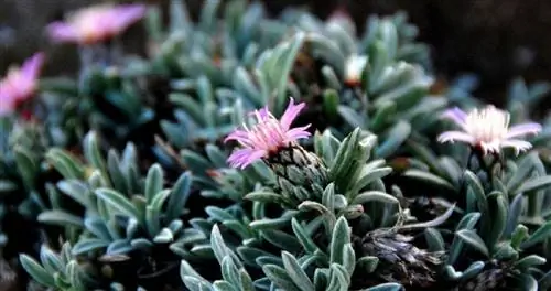 Морской ананас (Atractylis preauxiana)