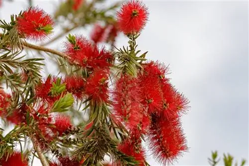 Callistemon viminalis - дерево с поникшими ветвями.