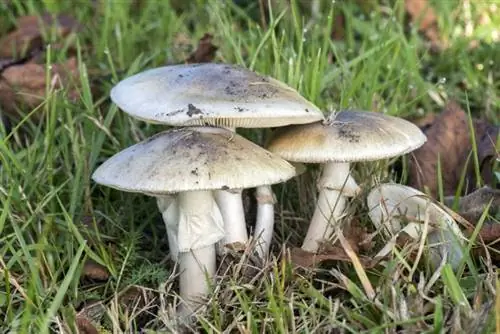 Amanita phalloides - ядовитый гриб