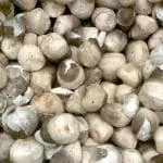 Вид на Volvariella volvacea