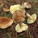 Вид на Tricholoma flavovirens