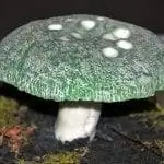 Вид на Russula virescens