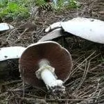 Вид Agaricus silvicola