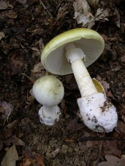 Amanita phalloides - осенний гриб.