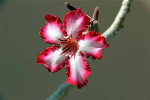 Цветок Adenium obesum крупный