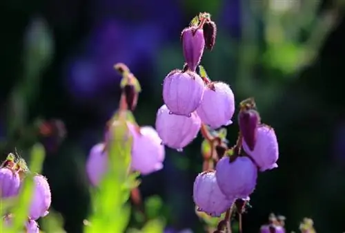 крупным планом цветы Daboecia cantabrica