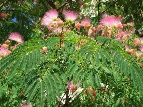 Albizia julibrissin - дерево с розовыми цветами