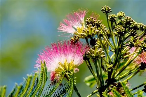 Albizia julibrissin - листопадное дерево.
