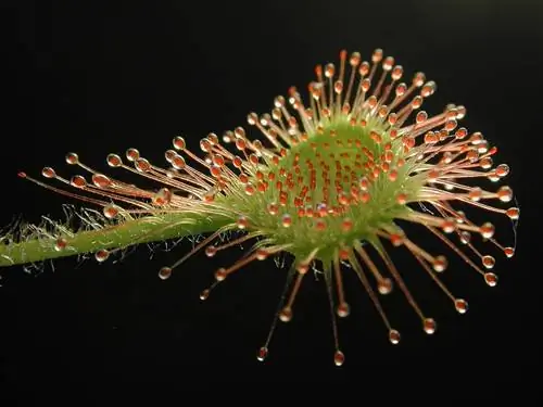 Drosera rotundifolia - хищник.