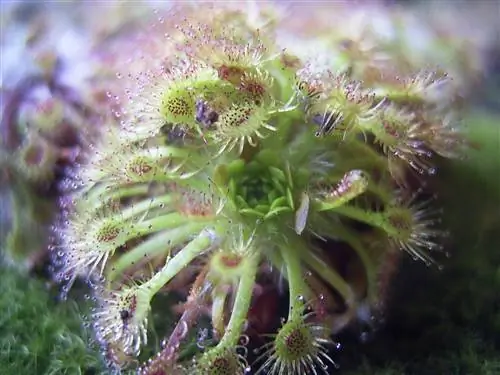 Drosera nitidula - мелкий хищник.