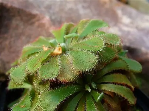 Drosera aliciae - обычное хищное животное.