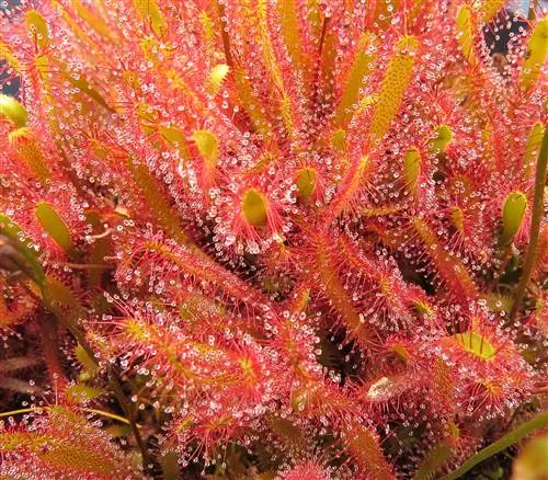 Drosera anglica - красное хищное животное.