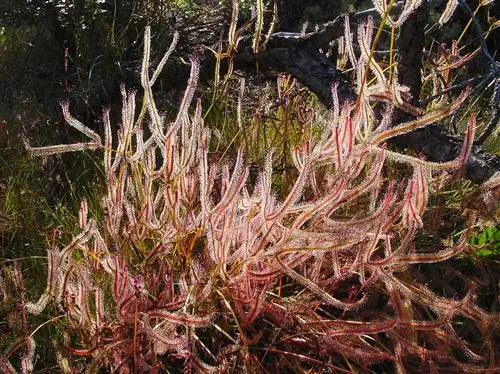 Drosera binata - крупный хищник.