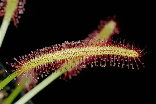 Drosera capensis - неприхотливое в выращивании растение.