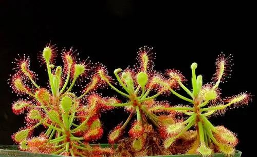 Drosera madagascariensis - альпинистка.