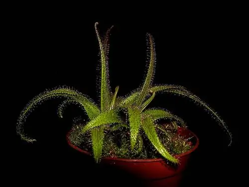 Drosera regia - медленнорастущий хищник.