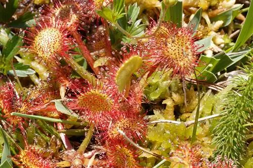Drosera rotundifolia образует плоские розетки.
