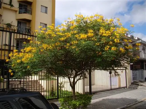 Caesalpinia pulcherrima - небольшое деревце. Caesalpinia pulcherrima - небольшое деревце.