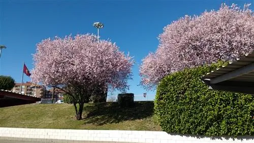 Prunus cerasifera цветет весной Prunus cerasifera цветет весной