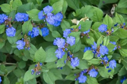 Ложный плюмбаго (Ceratostigma plumbaginoides)