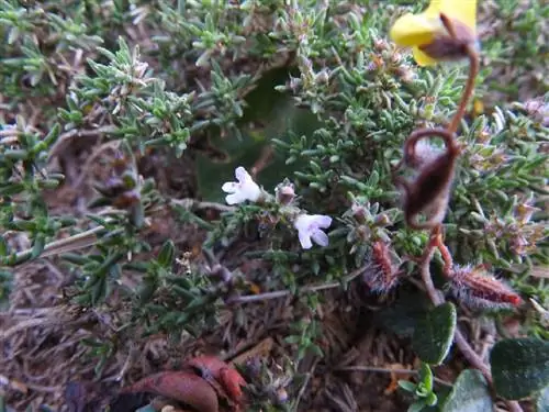 соус из тимьяна или Thymus zygis