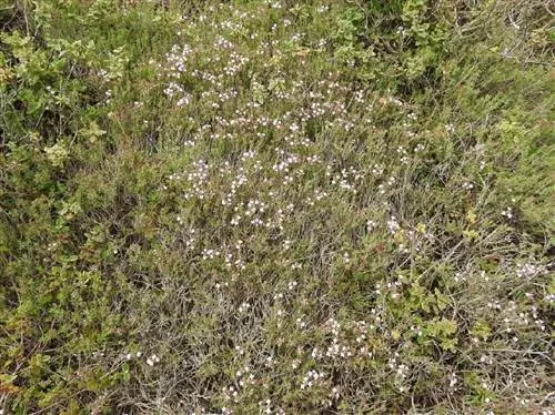 поле, полное подливного тимьяна или Thymus zygis
