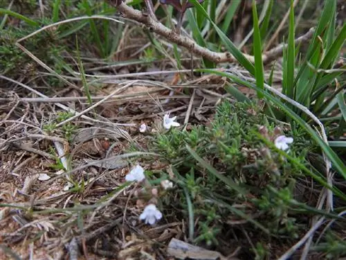 Соус из тимьяна (Thymus zygis)