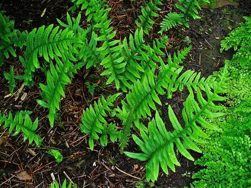 Polypodium vulgare - папоротник